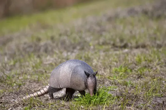 Framed Print : North America, USA, Florida, Port Charlotte. Nine-banded Armadillo