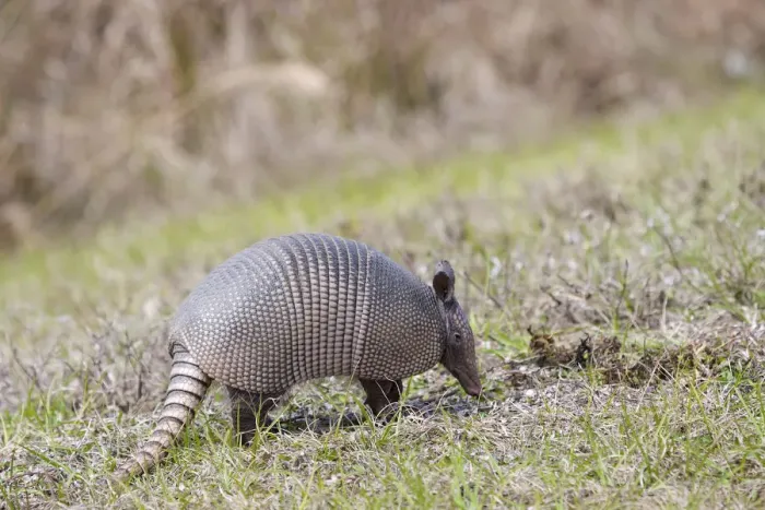 Framed Print : North America, USA, Florida, Port Charlotte. Nine-banded Armadillo Framed Print : North America, USA, Florida, Port Charlotte. Nine-banded Armadillo