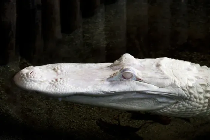 Framed Print : North America, USA, Florida; Saint Augustine; Albino alligator at Saint Augustine s Framed Print : North America, USA, Florida; Saint Augustine; Albino alligator at Saint Augustine s