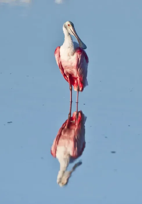 Framed Print : North America, USA, Florida, Sanibel Island, Ding Darling NWR, Roseate Spoonbill Framed Print : North America, USA, Florida, Sanibel Island, Ding Darling NWR, Roseate Spoonbill