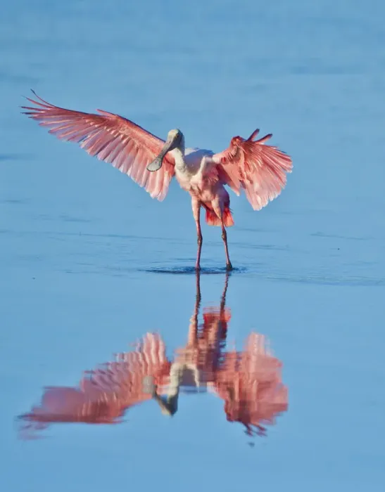 Framed Print : North America, USA, Florida, Sanibel Island, Ding Darling NWR, Roseate Spoonbill Framed Print : North America, USA, Florida, Sanibel Island, Ding Darling NWR, Roseate Spoonbill