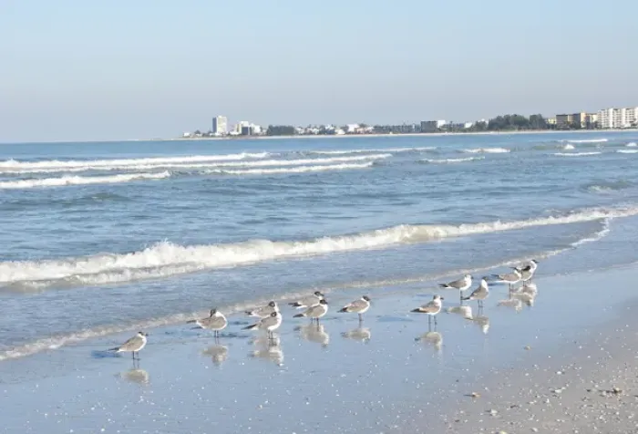 Framed Print : North America, USA, Florida, Sarasota, Crescent Beach, Siesta Key, Laughing Gulls