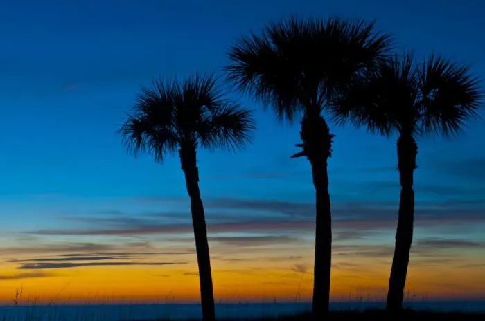 Framed Print : North America, USA, Florida, Sarasota, Crescent Beach, Siesta Key, Sunset and Palm Trees Framed Print : North America, USA, Florida, Sarasota, Crescent Beach, Siesta Key, Sunset and Palm Trees
