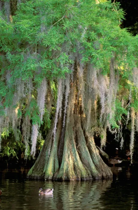 Framed Print : North America, USA, Florida, Skorcrueswamp. Swamp and Cypress Tree Framed Print : North America, USA, Florida, Skorcrueswamp. Swamp and Cypress Tree