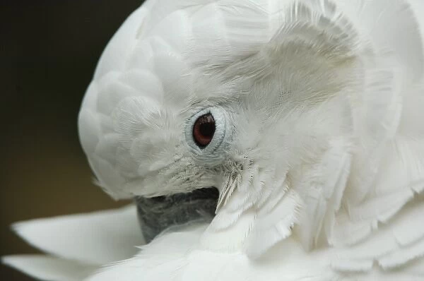 North America, USA, Florida, St. Augustine, a cuddly cockatoo grooms her feathers