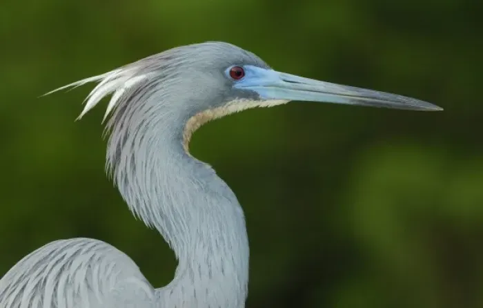 Framed Print : North America, USA, Florida, St. Augustine, a tri-colored heron portrait against a green background Framed Print : North America, USA, Florida, St. Augustine, a tri-colored heron portrait against a green background