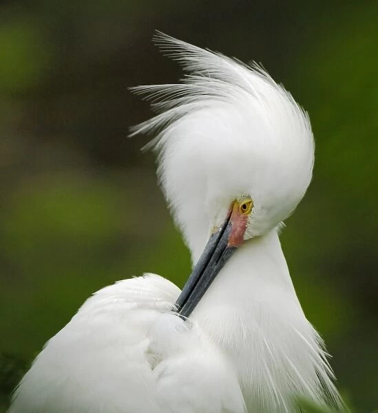 North America, USA, Florida, St. Augustine, a singular snowy egret grooms herself