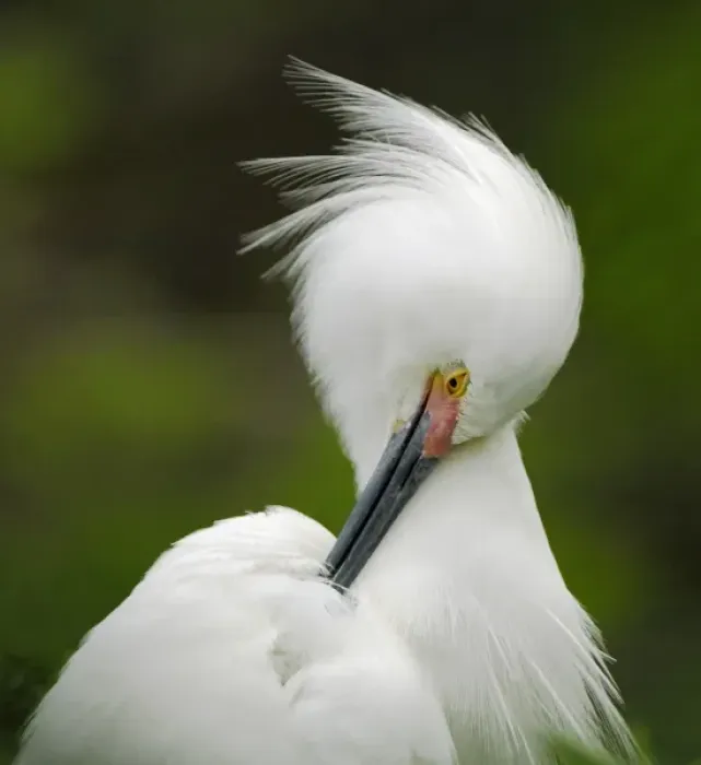 Framed Print : North America, USA, Florida, St. Augustine, a singular snowy egret grooms herself