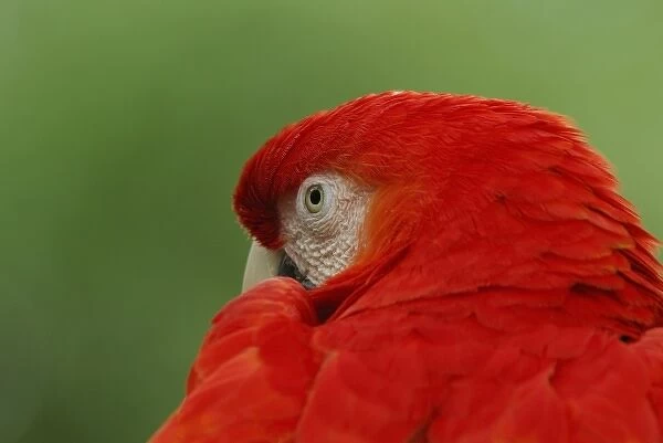 North America, USA, Florida, St. Augustine, a bright red macaw peeks over his shoulder
