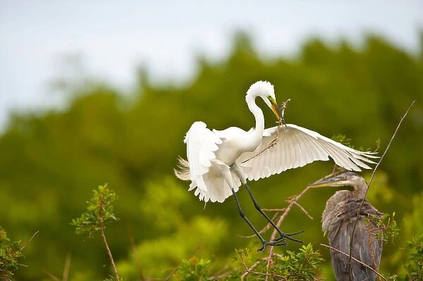 North America, USA, Florida, Venice, Audubon Sanctuary, Common Egret Flying with