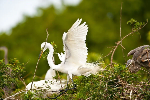 North America, USA, Florida, Venice, Audubon Sanctuary, Common Egret with Nesting
