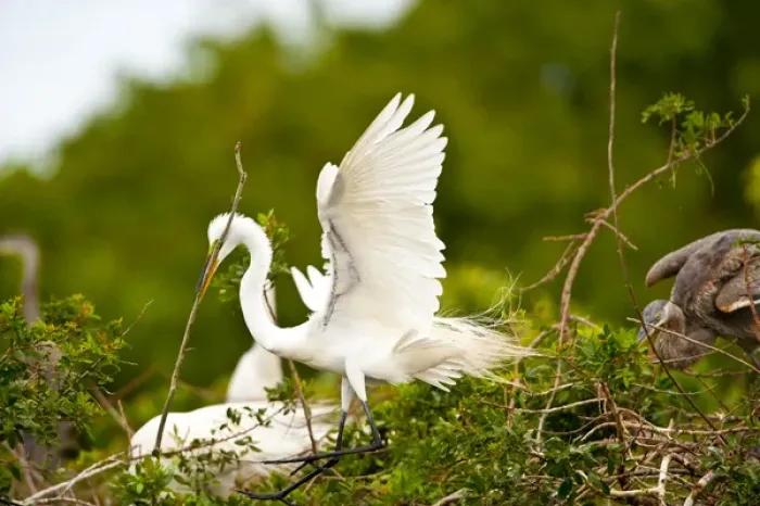 Framed Print : North America, USA, Florida, Venice, Audubon Sanctuary, Common Egret with Nesting Framed Print : North America, USA, Florida, Venice, Audubon Sanctuary, Common Egret with Nesting