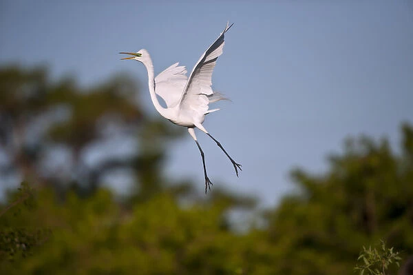 North America, USA, Florida, Venice, Audubon Sanctuary, Common Egret Flying and calling
