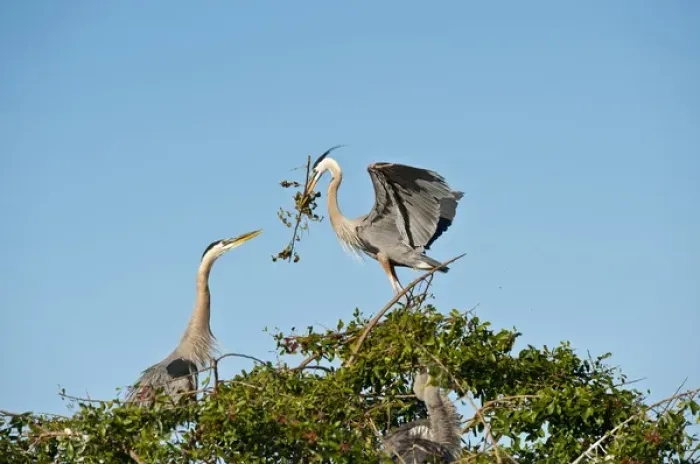 Framed Print : North America, USA, Florida, Venice, Great Blue Heron, Courting stick transfer ceremony Framed Print : North America, USA, Florida, Venice, Great Blue Heron, Courting stick transfer ceremony