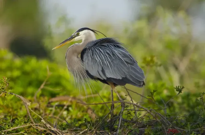 Framed Print : North America, USA, Florida, Venice, Great Blue Heron breeding Plummage, perched