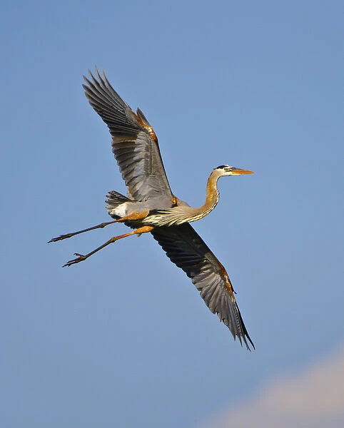 North America, USA, Florida, Venice, Great Blue Heron Flying wings widw blue sky