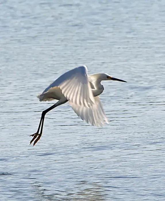 Framed Print : North America, USA, Florida, Venice, Snowy Egret Flying Framed Print : North America, USA, Florida, Venice, Snowy Egret Flying