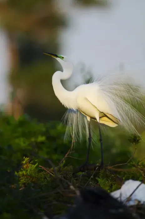 Framed Print : North America, USA, Florida, Venice, Audubon Sanctuary, Common Egret stretch Performance Framed Print : North America, USA, Florida, Venice, Audubon Sanctuary, Common Egret stretch Performance