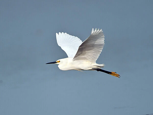 North America, USA, Florida, Venice, Snowy Egret Flying