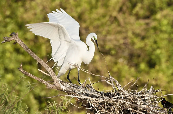 North America, USA, Florida, Venice, Audubon Sanctuary, Common Egret wings open perched
