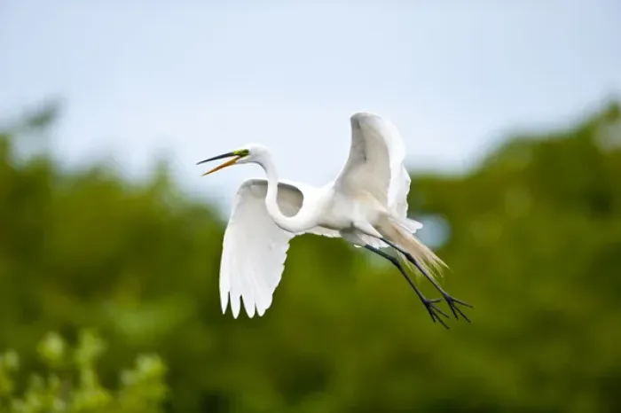 Framed Print : North America, USA, Florida, Venice, Audubon Sanctuary, Common Egret Flying Framed Print : North America, USA, Florida, Venice, Audubon Sanctuary, Common Egret Flying