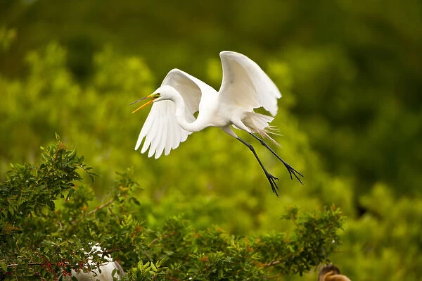 North America, USA, Florida, Venice, Audubon Sanctuary, Common Egret Flying