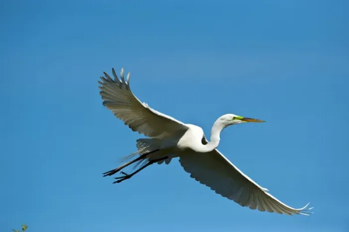 Framed Print : North America, USA, Florida, Venice, Audubon Sanctuary, Common Egret Flying Framed Print : North America, USA, Florida, Venice, Audubon Sanctuary, Common Egret Flying
