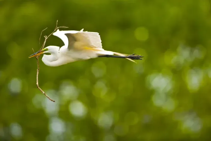 Framed Print : North America, USA, Florida, Venice, Audubon Sanctuary, Common Egret Flying with