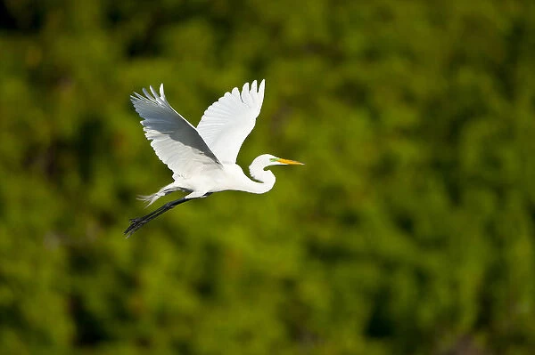 North America, USA, Florida, Venice, Audubon Sanctuary, Common Egret Flying