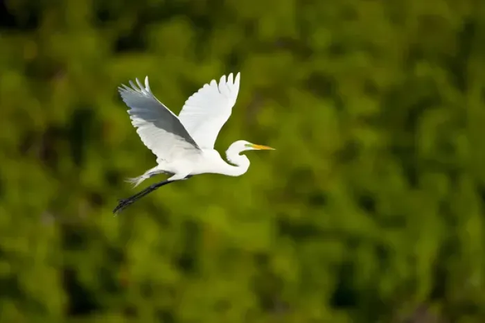 Framed Print : North America, USA, Florida, Venice, Audubon Sanctuary, Common Egret Flying Framed Print : North America, USA, Florida, Venice, Audubon Sanctuary, Common Egret Flying