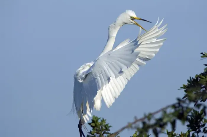 Framed Print : North America, USA, Florida, Venice, Audubon Sanctuary, Common Egret Flying and calling