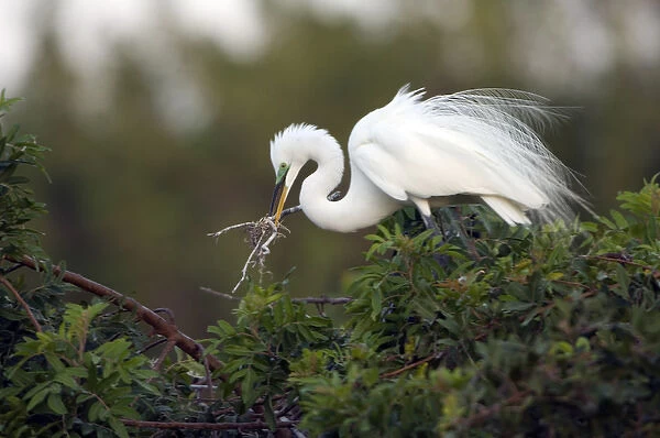 North America, USA, Florida, Venice, Audubon Sanctuary, Common Egret placeing Nesting