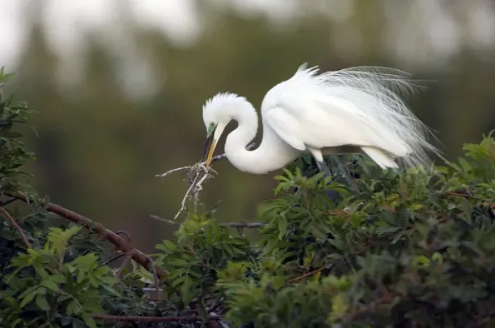 Framed Print : North America, USA, Florida, Venice, Audubon Sanctuary, Common Egret placeing Nesting Framed Print : North America, USA, Florida, Venice, Audubon Sanctuary, Common Egret placeing Nesting