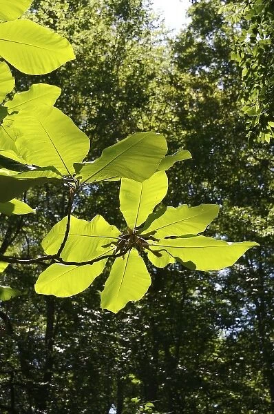 North America, USA, Georgia, Atlanta. Sunlight filters through leaves on the grounds