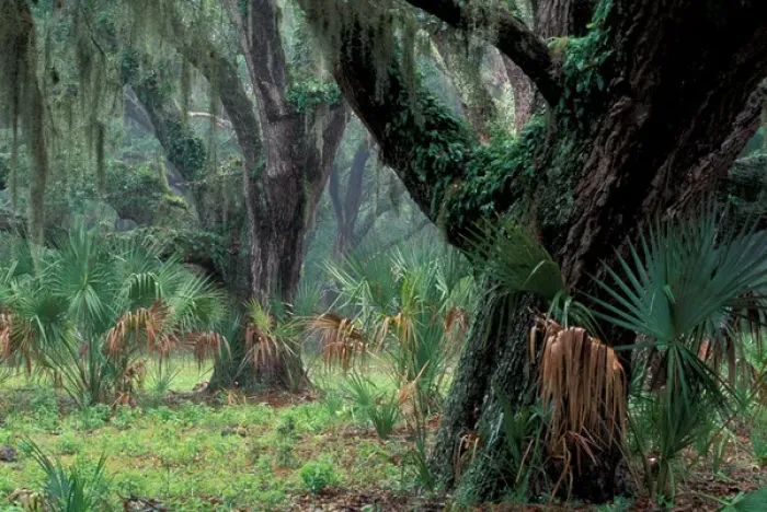 Framed Print : North America, USA, Georgia, Cumberland Island, Live Oaks covered in Spanish moss