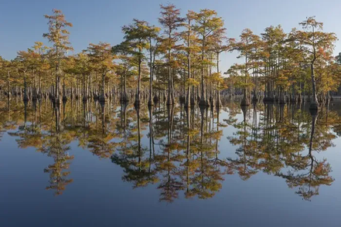 Framed Print : North America, USA, Georgia, George L. Smith State Park, Pond Cyprus (Taxodium ascendens) Framed Print : North America, USA, Georgia, George L. Smith State Park, Pond Cyprus (Taxodium ascendens)