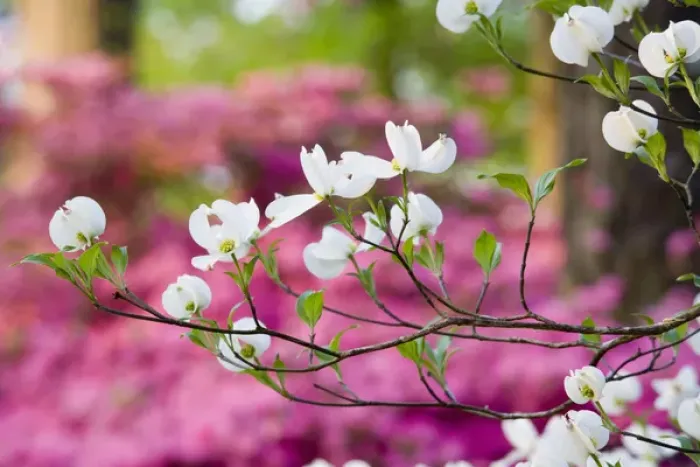 Framed Print : North America, USA, Georgia, Pine Mountain. Dogwood blossoms with pink azaleas in Framed Print : North America, USA, Georgia, Pine Mountain. Dogwood blossoms with pink azaleas in
