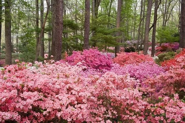 North America, USA, Georgia, Pine Mountain. A forest of azaleas and rhododendrons
