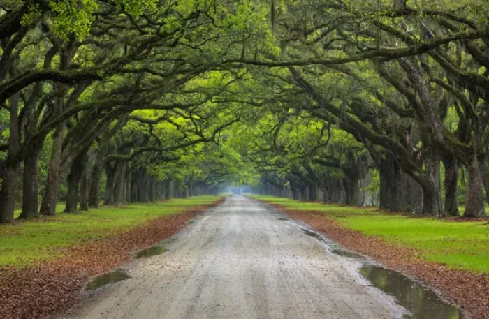 Framed Print : North America, USA, Georgia, Savannah, Mile long oak drive at Historic Wormsloe Plantation Framed Print : North America, USA, Georgia, Savannah, Mile long oak drive at Historic Wormsloe Plantation