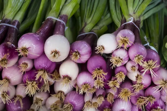 Framed Print : North America; USA; Georgia; Savannah; Fresh onions at Forsyth Market in downtown Framed Print : North America; USA; Georgia; Savannah; Fresh onions at Forsyth Market in downtown