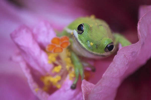 North America, USA, Georgia; Savannah; Green frog on a hibiscus bloom