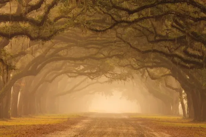 Framed Print : North America; USA; Georgia; Savannah; Mile long Historic drive at Wormsloe Plantaion Framed Print : North America; USA; Georgia; Savannah; Mile long Historic drive at Wormsloe Plantaion