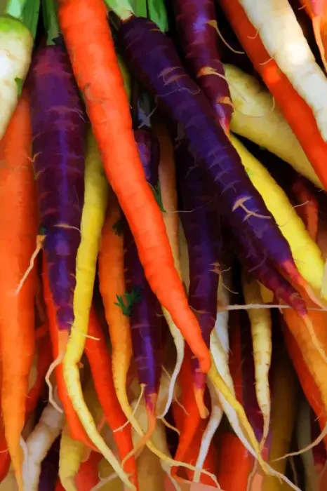 Framed Print : North America, USA, Georgia; Savannah; Multi colored carrots at a Farmers in Framed Print : North America, USA, Georgia; Savannah; Multi colored carrots at a Farmers in