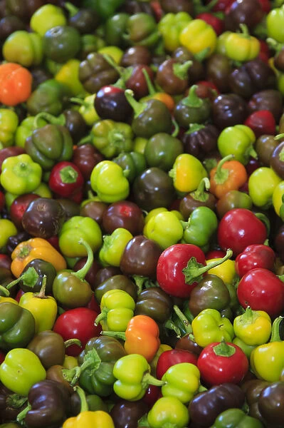 North America, USA, Georgia; Savannah; Organic peppers at a farmers market