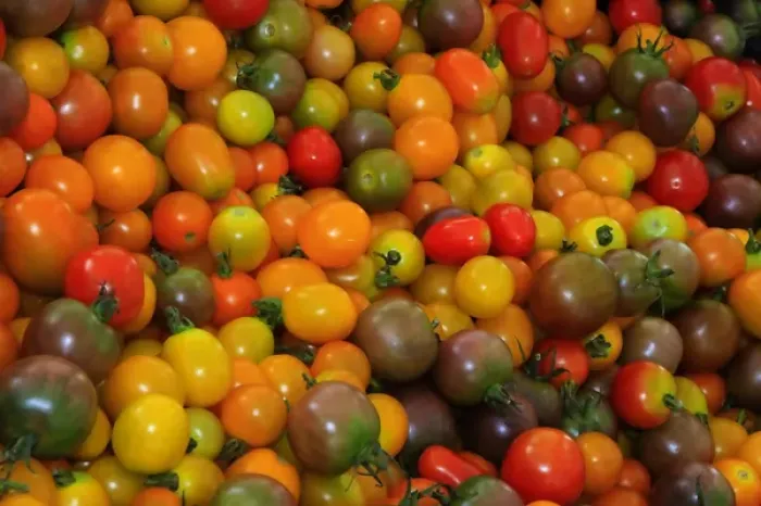 Framed Print : North America, USA, Georgia; Savannah; Organic cherry tomatoes at a farmer s