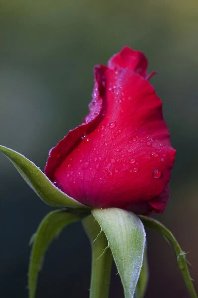 North America, USA, Georgia; Savannah; Rose bud with dew drops