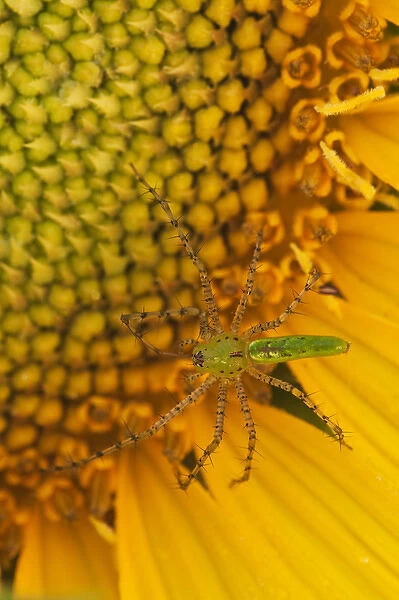 North America, USA, Georgia. Sunflower with Lynx spider