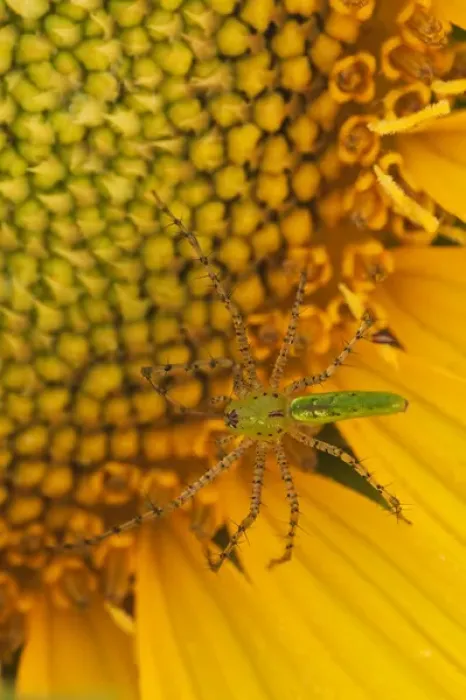 Framed Print : North America, USA, Georgia. Sunflower with Lynx spider Framed Print : North America, USA, Georgia. Sunflower with Lynx spider