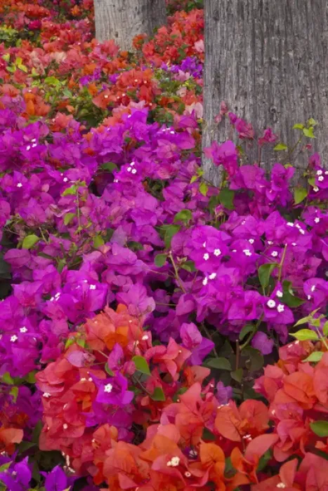 Framed Print : North America, USA, Hawaii, Maui. Colorful Bougainvillea on park grounds in Maui