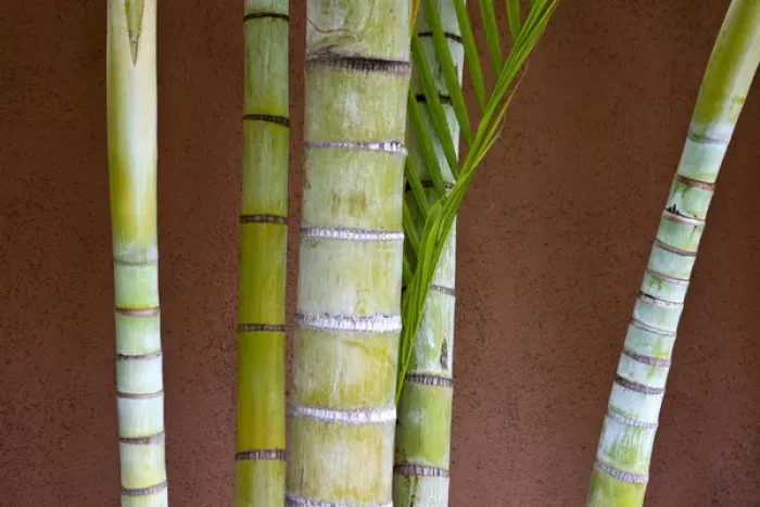 Framed Print : North America, USA, Hawaii, Maui. Bamboo against colorful wall